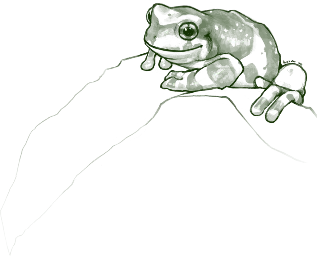 Illustration of an Amazon milk frog, by Karen Vo.